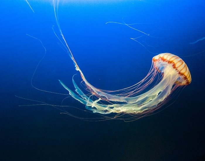 picadura de medusas