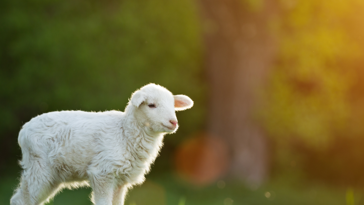 “ Tras de mí viene uno que está por delante de mí ”
