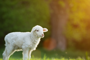 “ Tras de mí viene uno que está por delante de mí ”