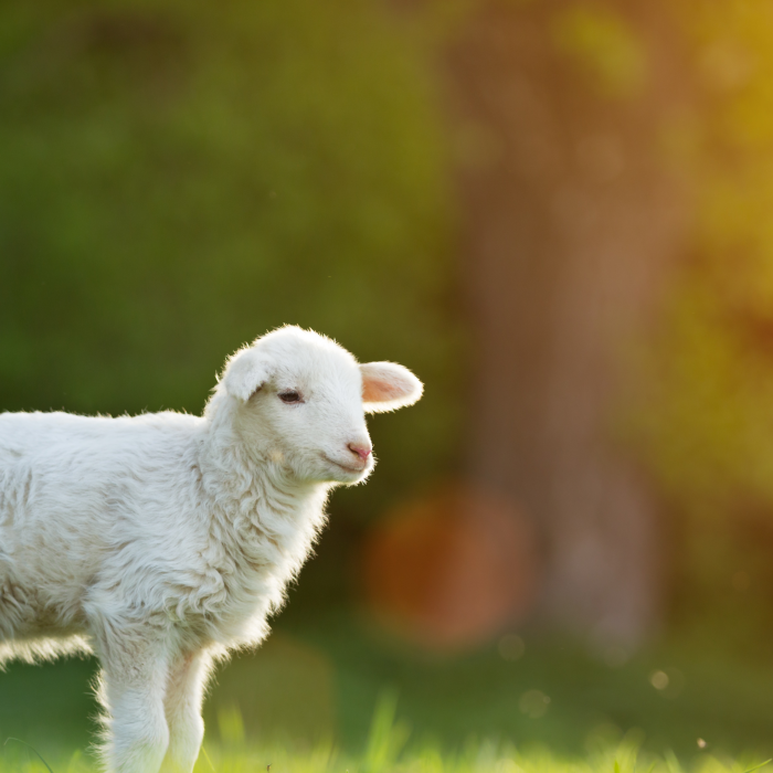 “ Tras de mí viene uno que está por delante de mí ”
