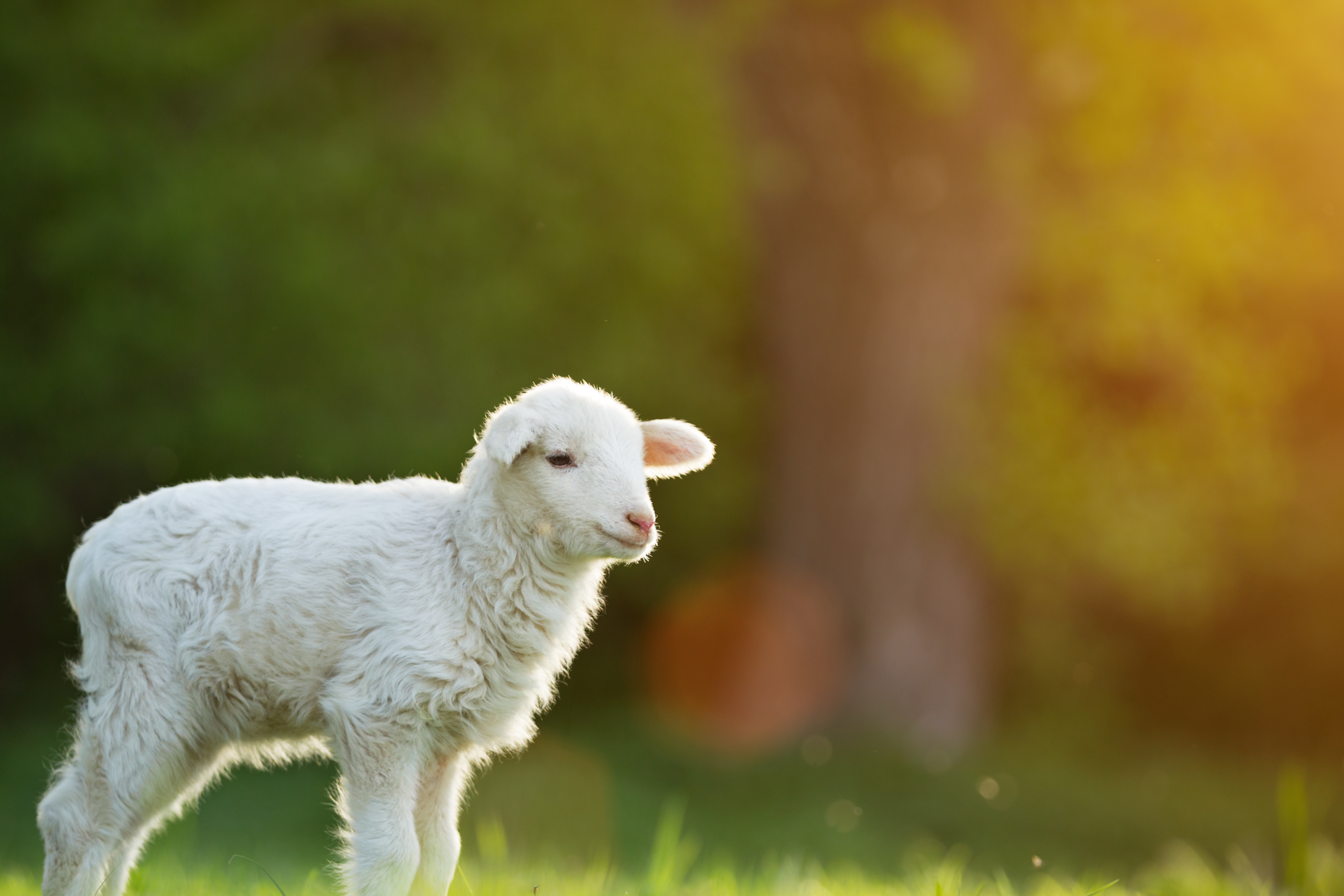 “ Tras de mí viene uno que está por delante de mí ”